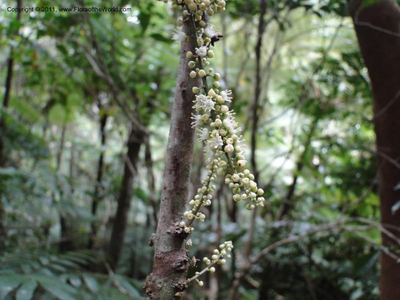 Cupaniopsis, M. Callmander 763--New Caledonia. Mont Koghis.    18 Jan 2010. 002 (101).JPG