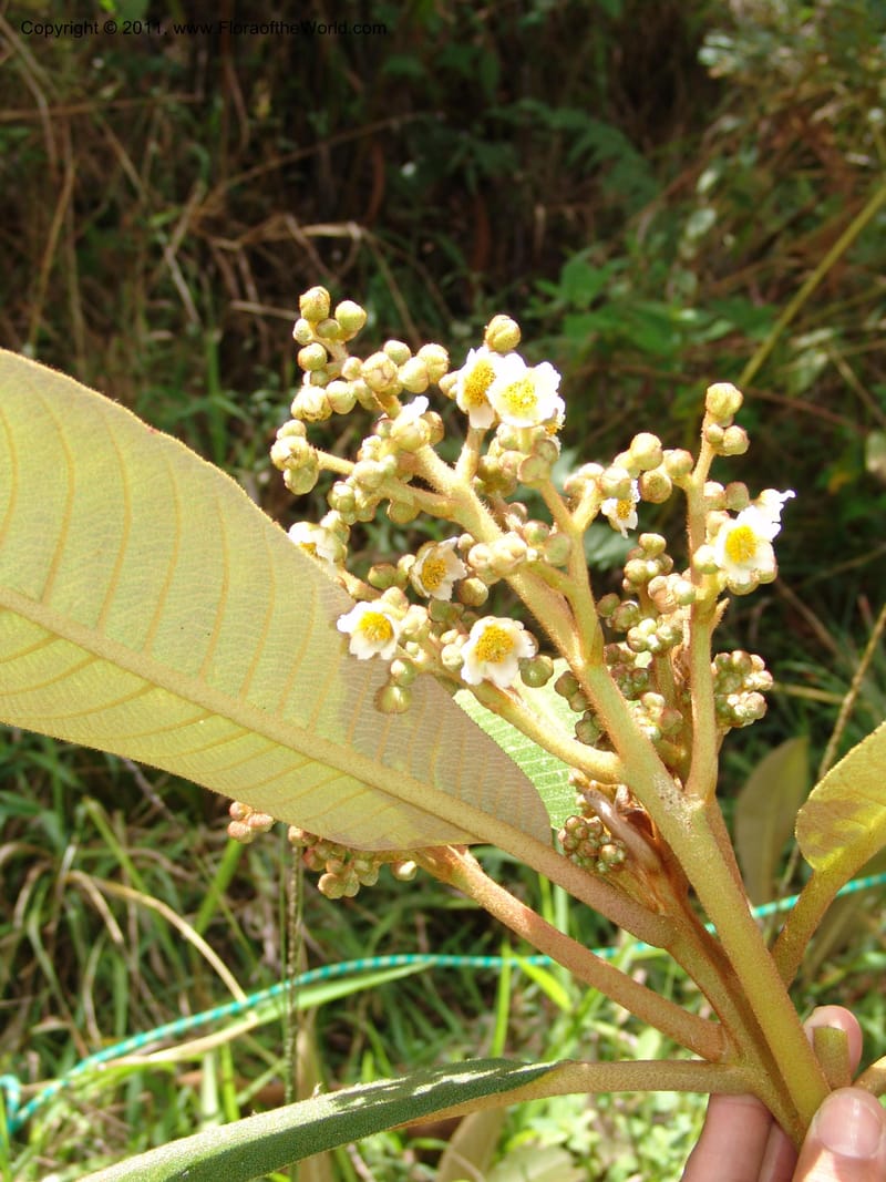 Saurauia, Vasquez31456--Peru. Prov. Oxa. Parq. Nac. Yanachaga Chemillen. 12 Oct 06. 091.jpg
