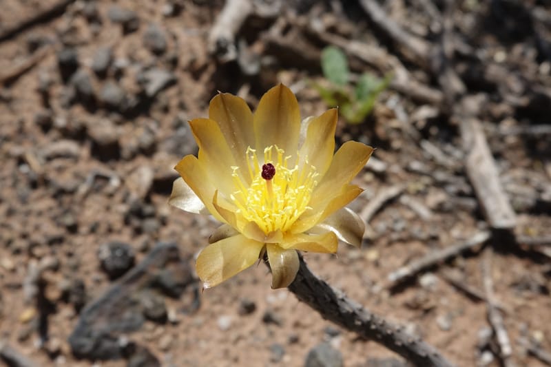 Pterocactus tuberosus--Argentina. Hwy 150, S of Ischigualasto. 7 Feb 2018. DSC09263 (72).JPG