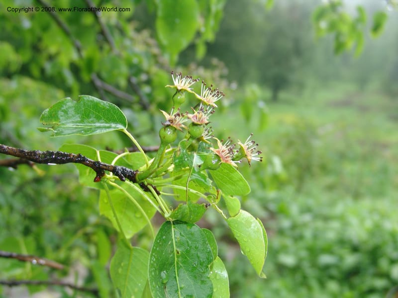 Pyrus caucasica--Georgia. 2 km S of Bakuriani, rd to Khrats'koros. 6 Jun 05. 330.jpg