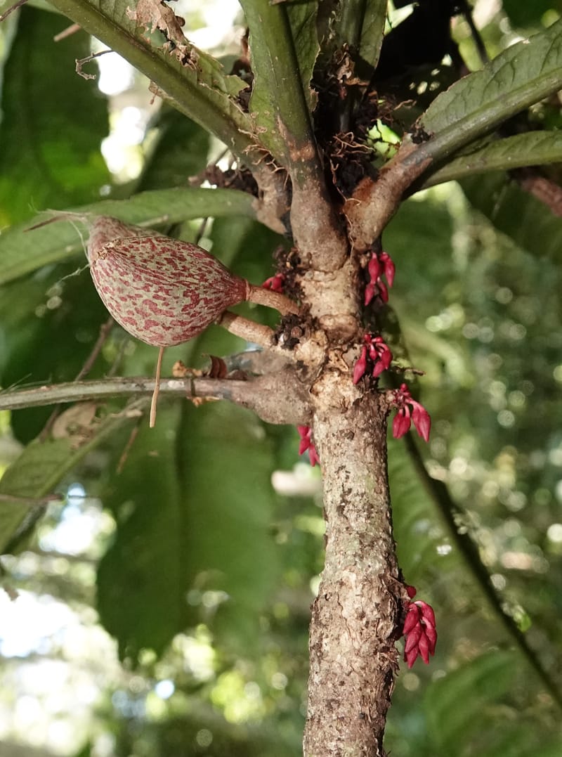 Allexis cauliflora, C. Davidson 13958--Gabon. Arb. Sibang. 5 Nov. 2018. DSC02235 (121).JPG