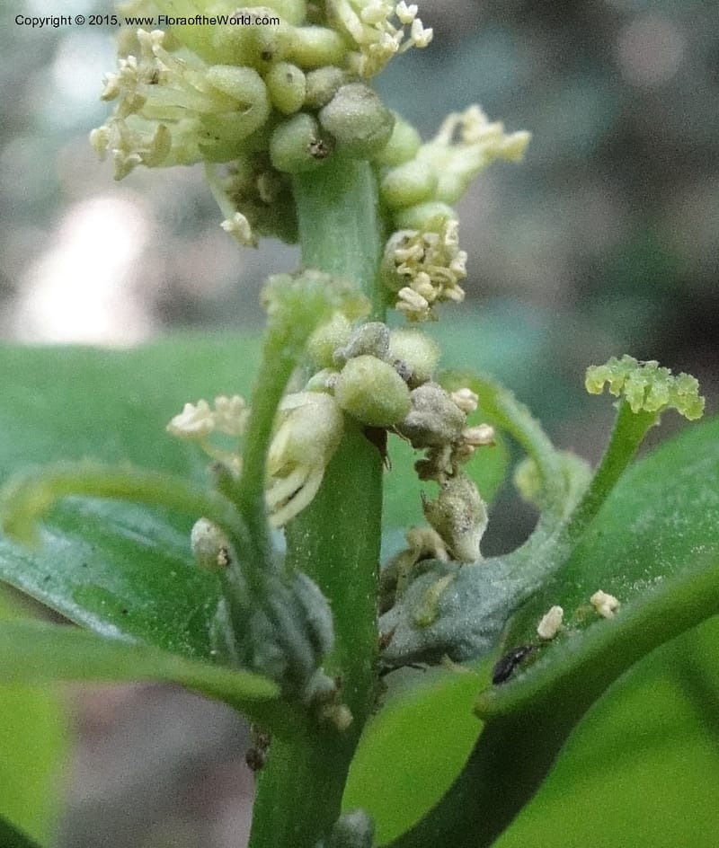 Cleidion, Regalado 1838--Viet Nam. Bach Maa. 9 May 2011. 058 (4).jpg