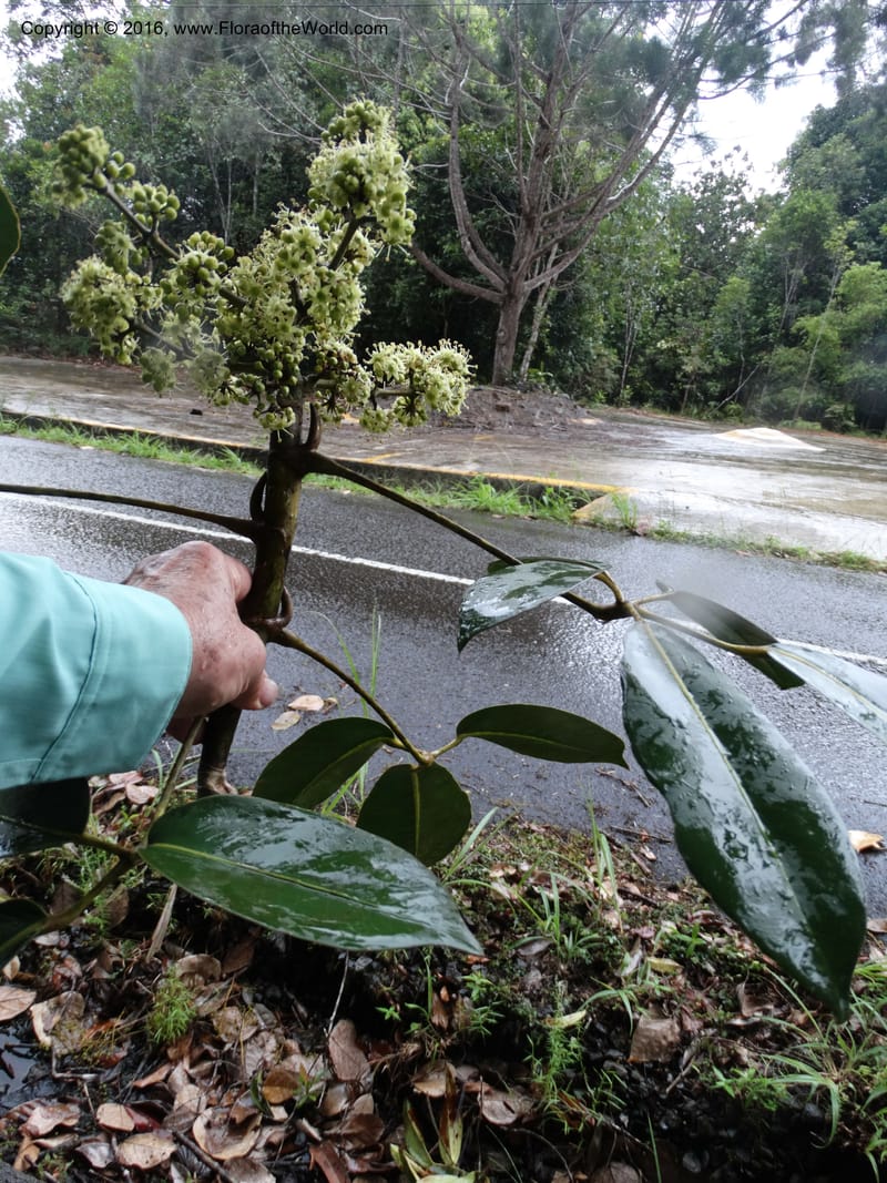 Schefflera, Davidson, C 12649--Sabah. G. Silam. 1 Oct 2014. DSC00937 (151).JPG