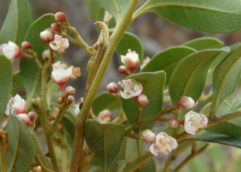 Guioa villosa, Callmander, M 1257--New Caledonia. Tiebaghi. 17 Nov 2015. DSC03437 (193).JPG
