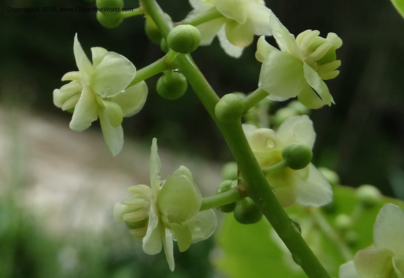 Lepisanthes fruticosa, Buerki, S 361--Sabah. Ulu Senagang. 9 Oct 2014. DSC03434 (48).JPG