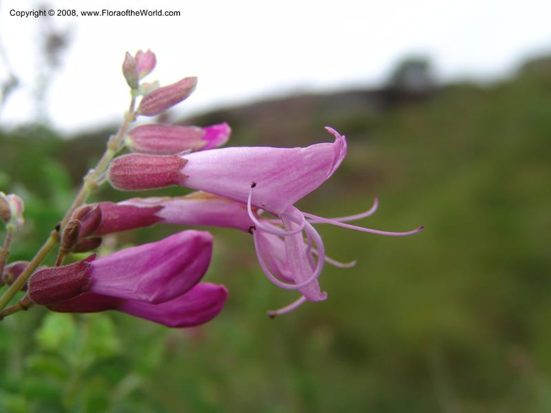 Syncolostemon rotundifolius--So.Africa. E. Cape. Umtamvuna Nat. Res. 11 Mch 05. 059.jpg