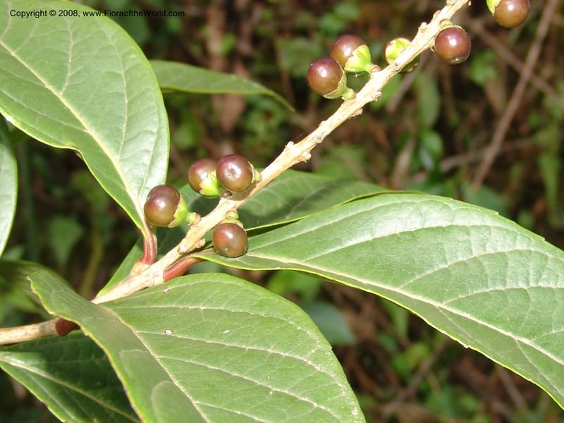 Citharexylum laurifolium, RVasquez33100--Peru. Cusco. Calca. Lares. Manto. 1 Nov 07. 091.jpg
