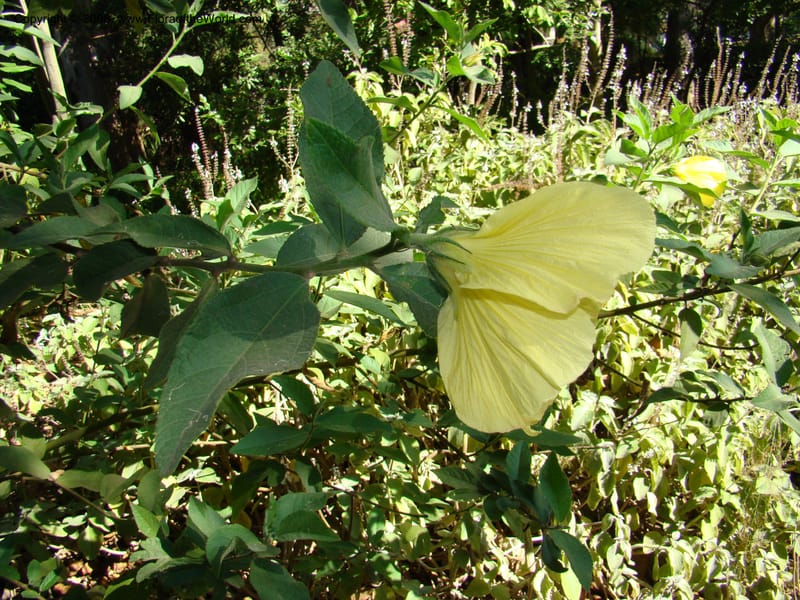 Hibiscus splendens--Australia. Royal Botanic Garden, Melbourne. 19-20 Mch 08. 111.jpg