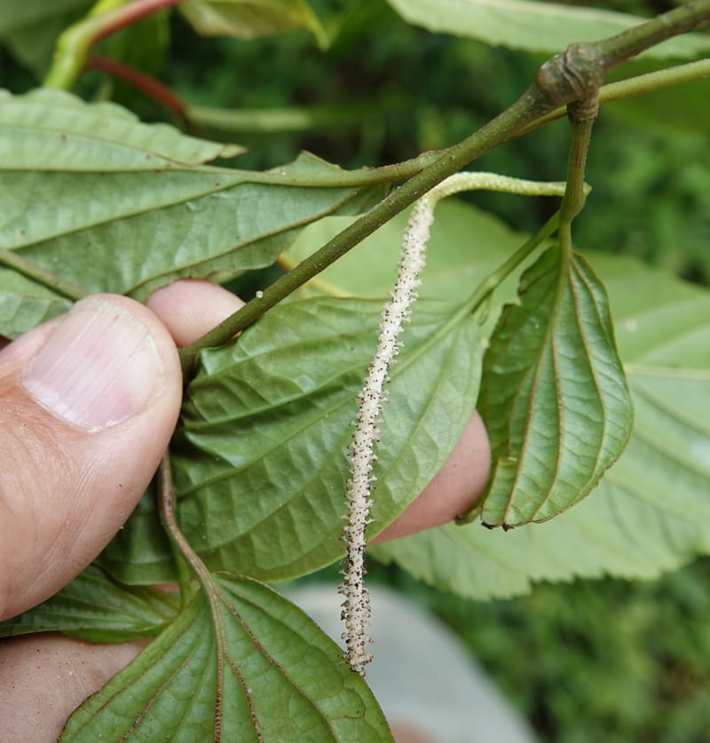 Piper bonii, D. Boufford 44107--China. Yunnan. Lao jun Shan. 30 Apr 2018. DSC00424 (370).JPG