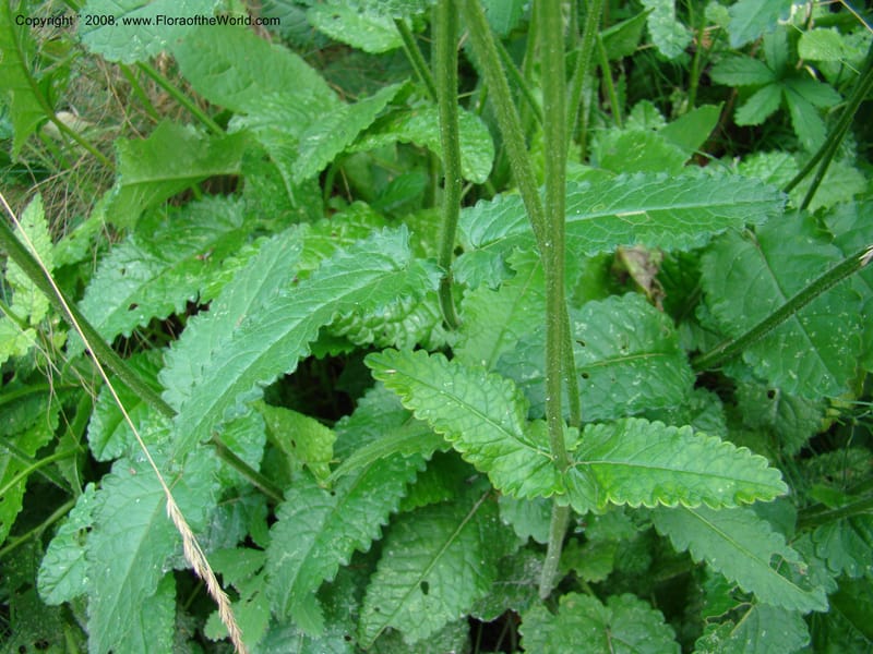 Stachys officinalis--Slovenia. Ljubljana. University Botanical Garden. 7 Jul 08. 043.jpg