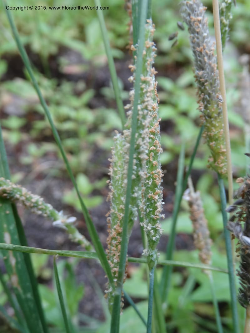Alopecurus aequalis, Davidson, C 12610--Idaho. Valley Co. Payette Lake. Sylvan Cr. 20 Jul 2014. DSC00669 (103).JPG