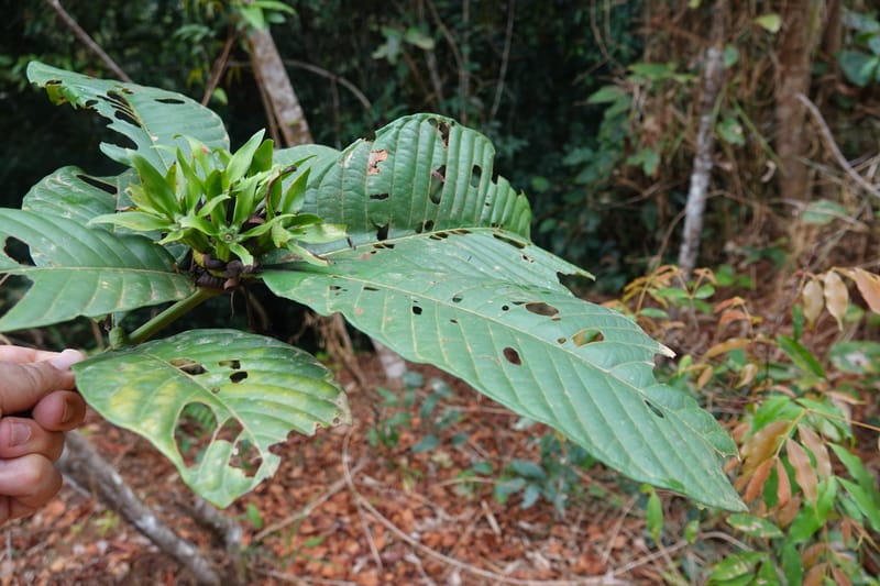 Leptactina, C. Davidson 14055--Gabon. Maboumine. 23 Oct 2019. DSC01631 (145).JPG