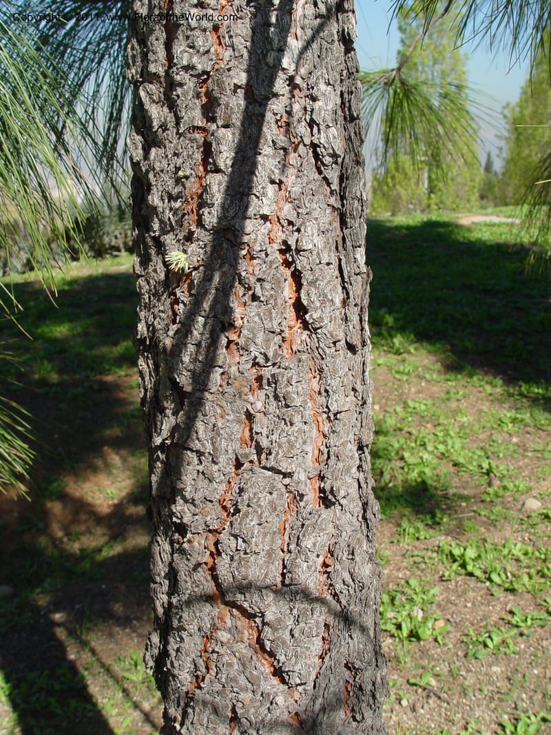 Pinus canariensis, 1999.00090--Spain. Barcelona Botanic Garden. CD21 Apr 04. 1. 141.jpg
