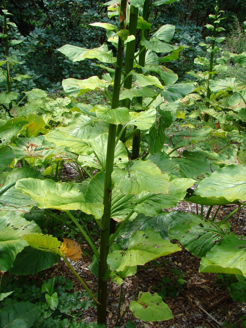 Cardiocrinum giganteum--Canada. BC. Univ. BC Bot. Garden. 27 Jul 08. 269.jpg
