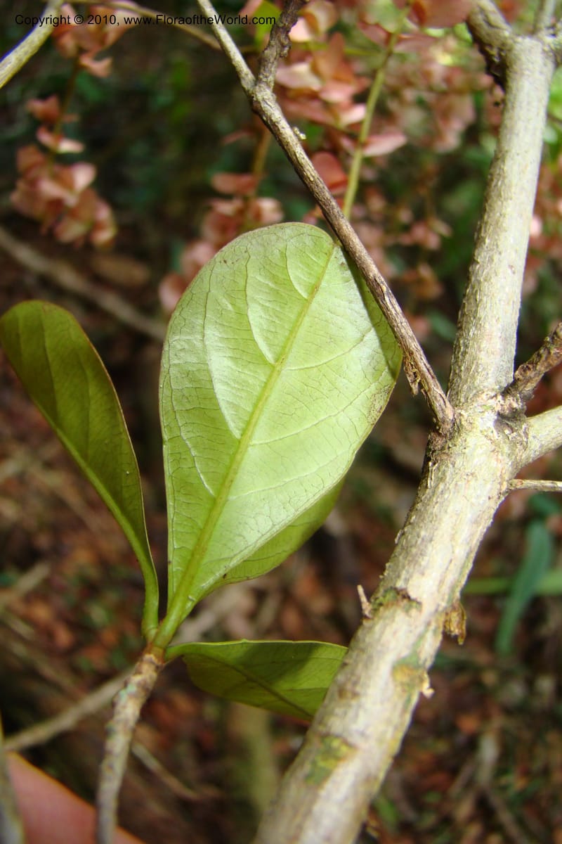 Terminalia amazonica, Mori 27342--French Guiana. Les Nouragues Station. 27 Oct 09. 151.jpg