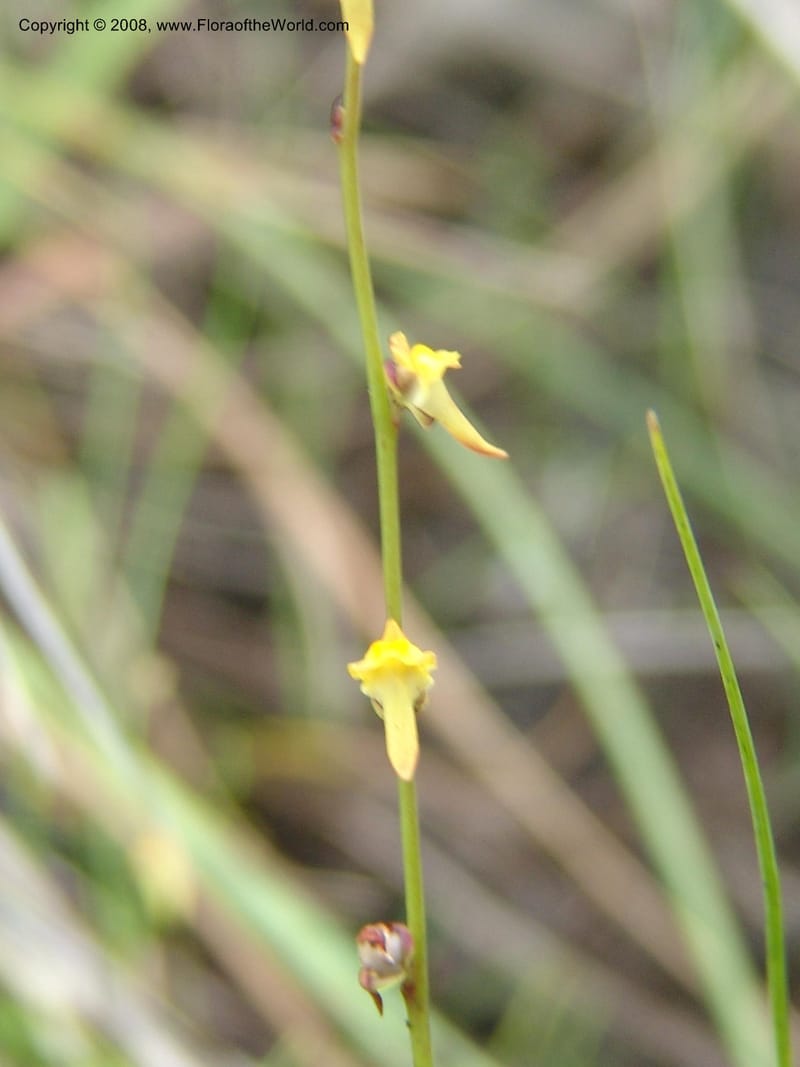 Utricularia--So.Africa. E. Cape. Umtamvuna Nat. Res. 11 Mch 05. 074.jpg
