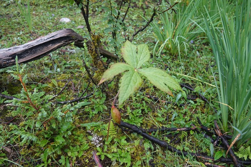 Podophyllum hexandrum, D. Boufford 43981--China. Yunnan. Tianbao Shan. 10 Aug 2017.  (275).JPG