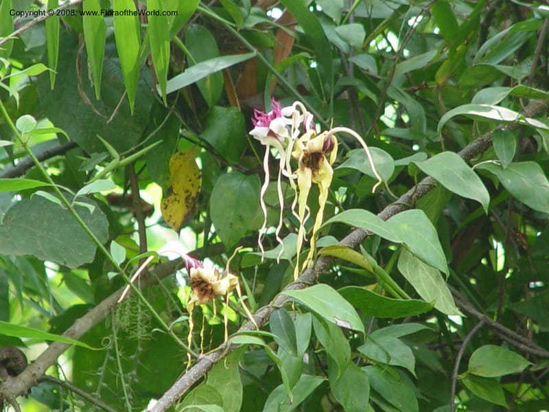 Strophanthus--Ghana. Kakum Nat. Park. 12 Dec 03. 002.jpg