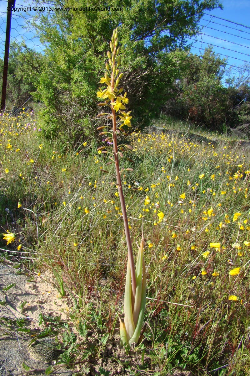 Bulbine praemorsa, C. Davidson 11582--South Africa. Northern Cape. Papkuilsfontein. 26 Aug 09. 242 (13).jpg