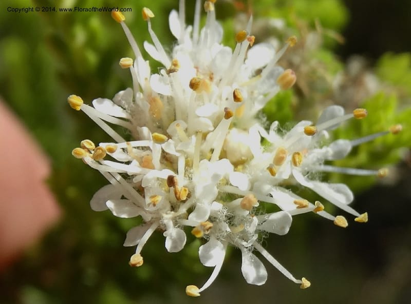 Agathosma collina, Davidson, C 12301--South Africa. Western Cape. De Hoop Nature Res. 22 Jan 2014. DSC01681 (111).JPG