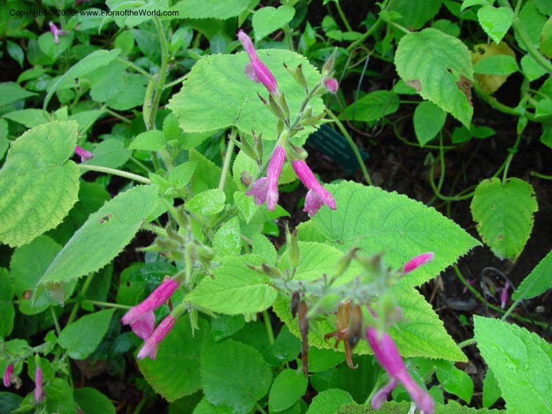 Salvia dorisiana--CA. UCLA. Mathias Bot. Gard. 13 Feb 03. 047.jpg
