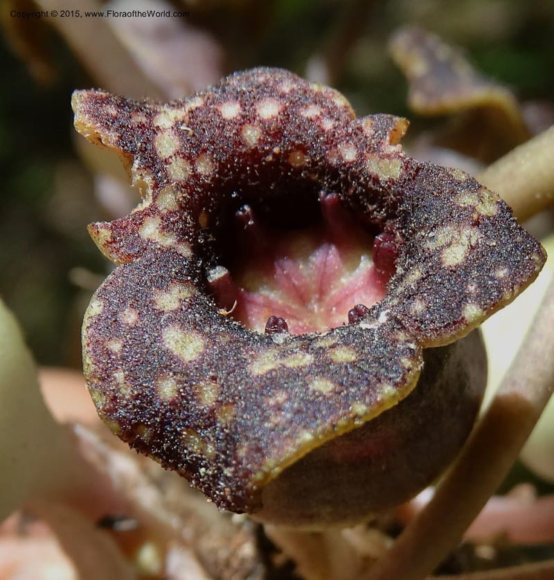 Asarum minus, Davidson, C 13010--Tennessee. Greene Co. Paint Rock, Paint Cr. 15 May 2016 (52).JPG