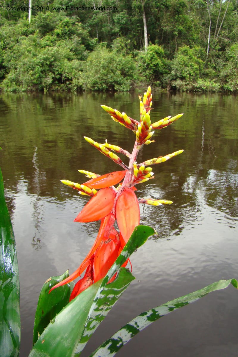 Aechmea, RVasquez34772--Peru. Loreto. Dist. Nauta. Qbda Nawapa, Rio Tigre. 11 Nov 08. 570.jpg