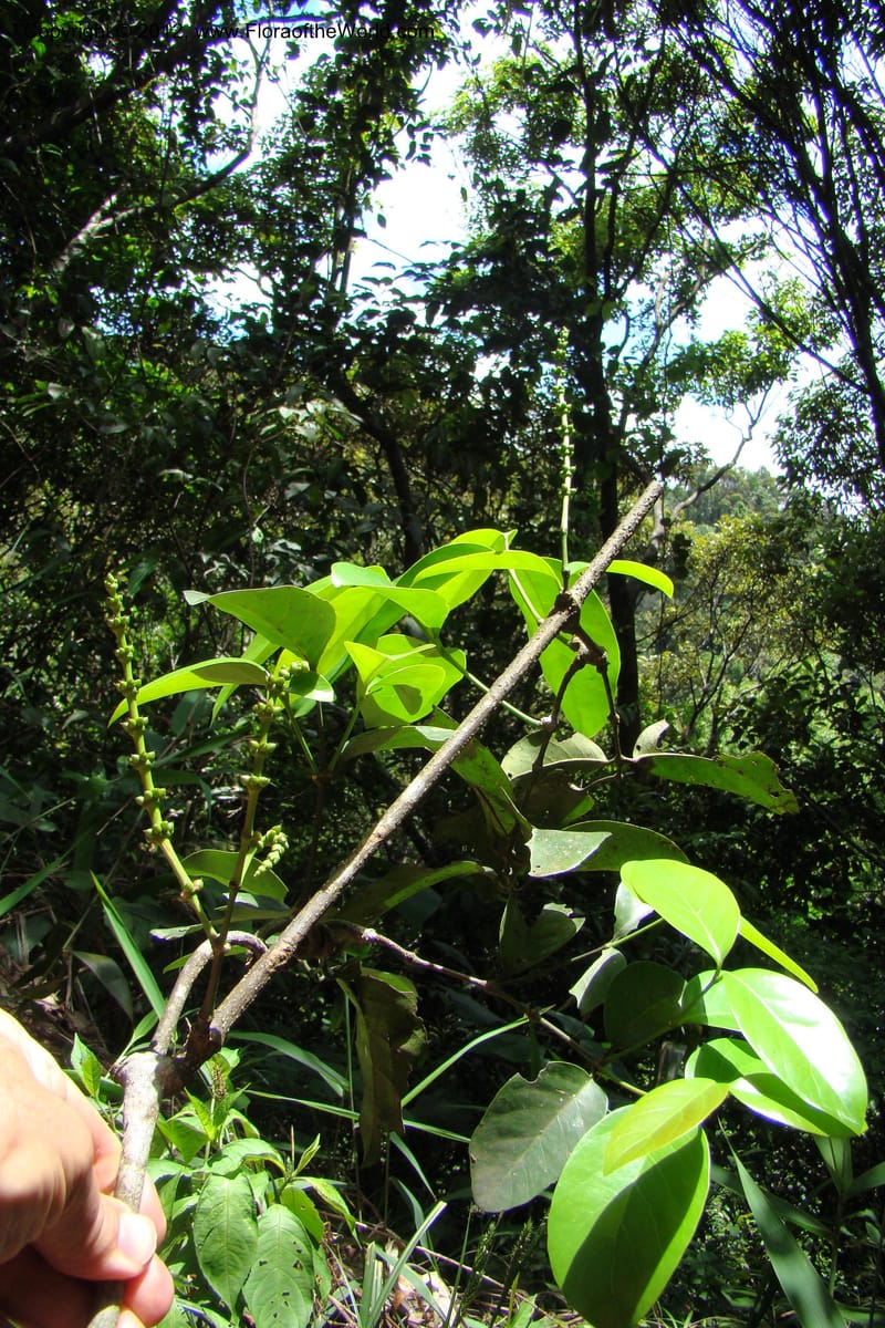 Gnetum, Regalado 1754--Viet Nam. Thua Thien Hue Prov. Phu Loc Distr. Bach Ma. 13 Apr 09. 455.jpg