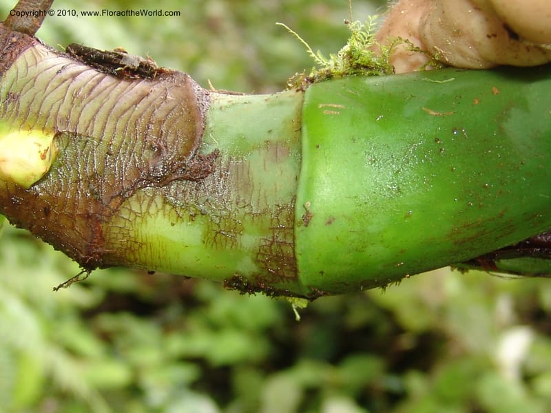 Rhodospatha, Croat 96354--Ecuador. Prov. Pichincha. Pacto-Pto. Quito Rd.. 25 Mar 06. 203 (4).jpg