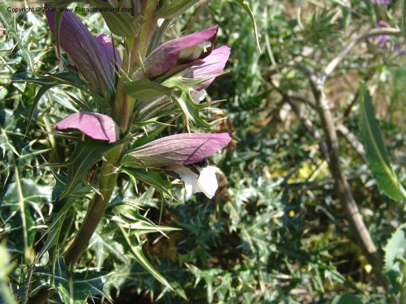Acanthus spinosus--Crete. Ep. Apokoronos. Aptera. 23 May 05. 094.jpg
