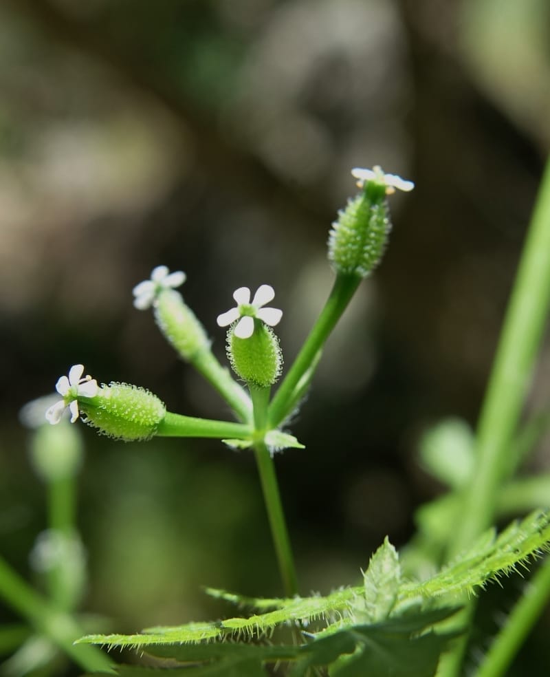 Anthriscus caucalis, C. Davidson 13580--ID. Idaho Co. Salmon R. Rd. E of Riggins. 24 May 2017. DSC00708. JPG (159).JPG