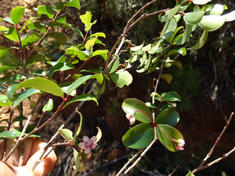 Archirhodomyrtus, Callmander, M 1272--New Caledonia. PinPin. 20 Nov 2015. DSC03938 (252).JPG