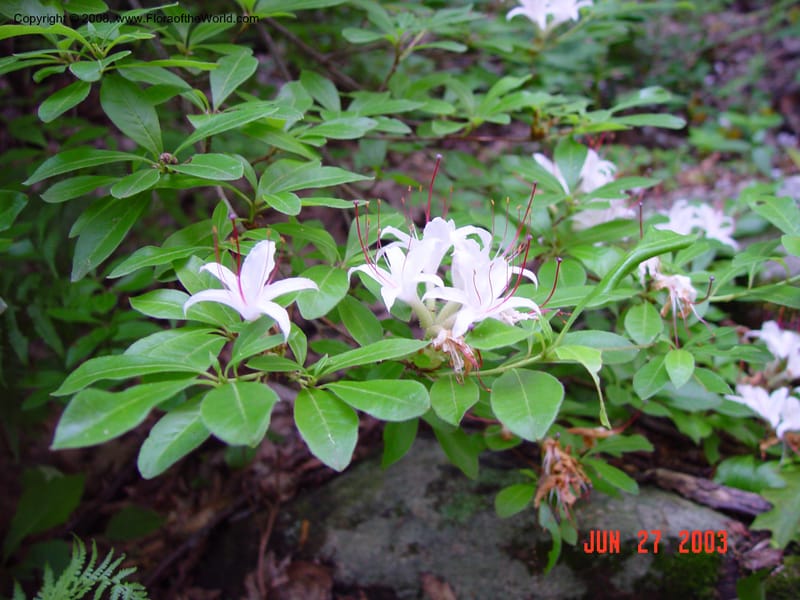 Rhododendron arborescens--CT. Redding. Highstead Arboretum. 27 Jun 03. 026.jpg