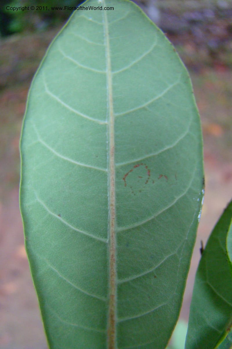 Pouteria benai, Mori 27353--French Guiana. Les Nouragues Station. 29 Oct 09. 235 (51).jpg