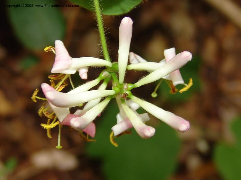 Lonicera hispidula v. vacillans, CDavidson11065--CA. Shasta Co. Lake Shasta. Waters Gulch Trail. 5 Jun 07. 185.jpg