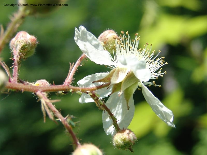Rubus caucasicus--Georgia. Lagodekhi  Forest Reserve. 11 Jun 05. 169.jpg
