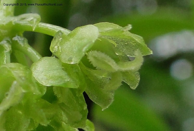 Heterosmilax, Regalado 1772--Viet Nam. Ban Khoang Commune. 4 May 2011. 080 (10).jpg