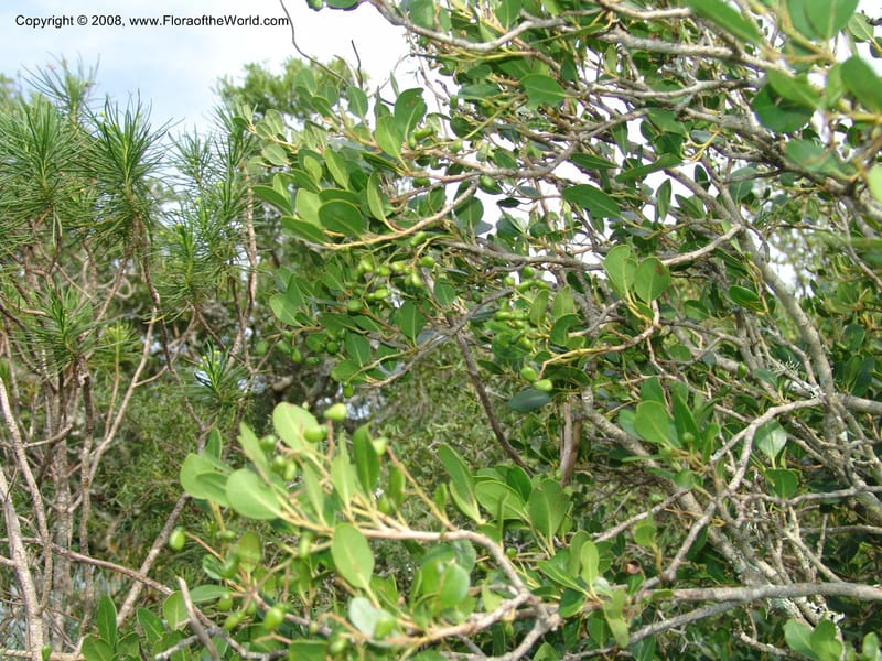 Apodytes dimidiata--So.Africa. E. Cape. Uitenhage Nat. Res. 6 Mch 05. 104.jpg
