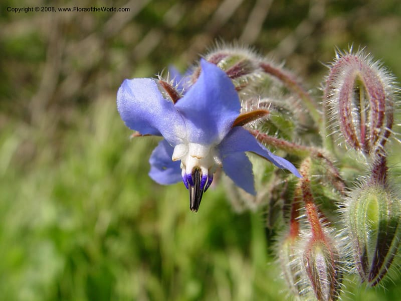 Borago officinalis--Spain. Andalucia. E of Orgiva. Barranco de los Lobos. 14 Apr 04. 070.jpg