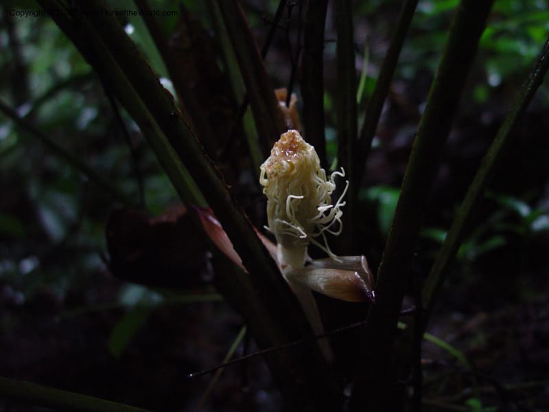 Asplundia, not coll.--Fr. Guiana. Kaw Mts. Along 'Caves Trail'. 20 Mch 02. 001.jpg