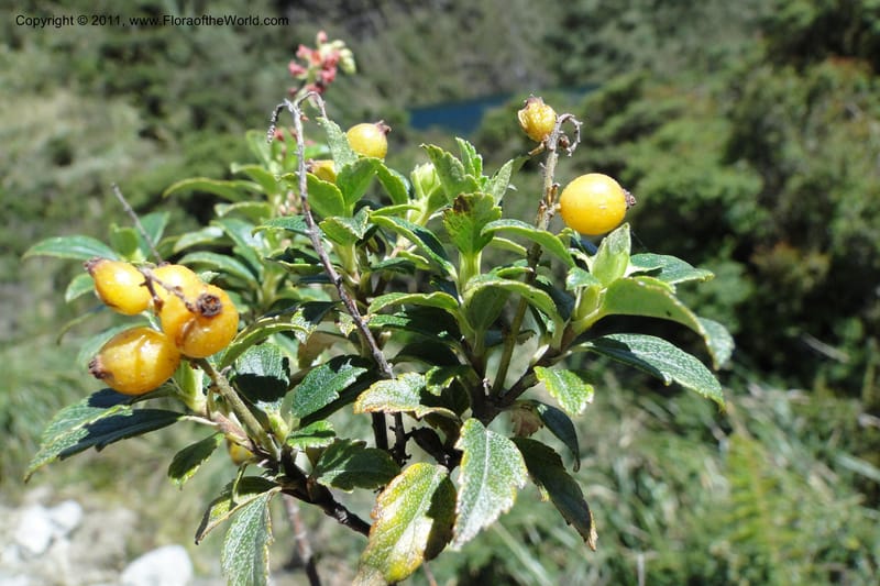 Ribes ecuadorense, Ulloa 2103--Ecuador. P. N. Sangay. 6 June 2011. 231.jpg