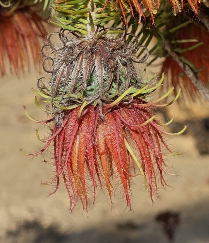 Darwinia, Davidson, C 13419A--Australia. W.A. Tootbardie Rd.-Coorow Rd. 23 Oct 2016. DSC04758 (35).JPG
