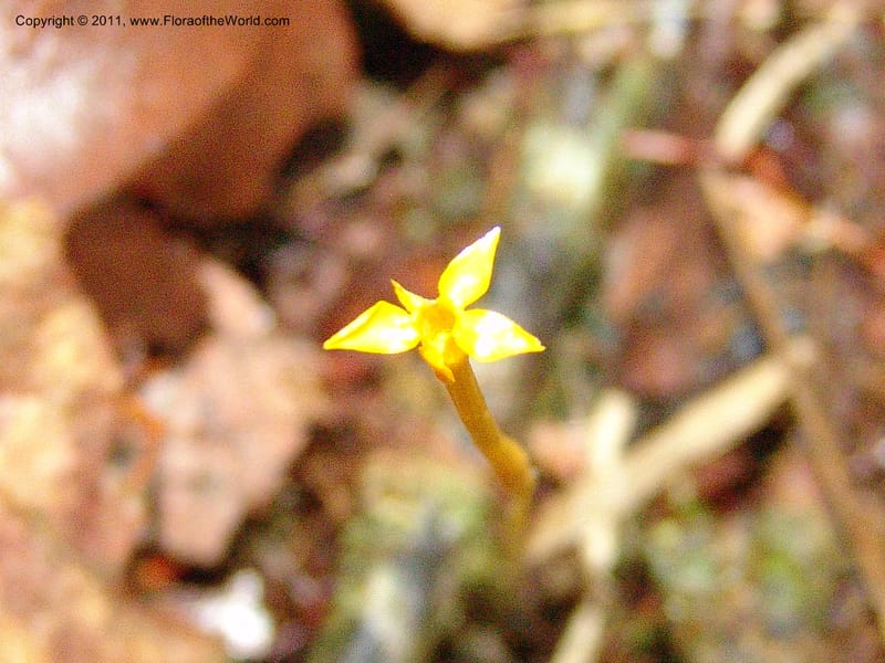 Voyria, RVasquez31547--Peru. Prov. Oxa. Estac. Paujil. Send. El Mirador. 16 Oct 06. 244.jpg