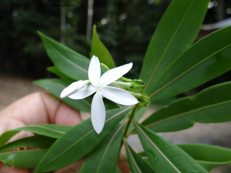 Alstonia curtisii, VC 5642--Thailand. Trang. Khao Pra Bang Kram Wildl. Sanct. 16 Nov 2012. DSC00077 (116).JPG