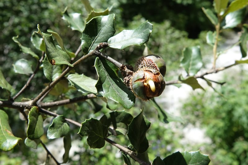 Quercus, C. Davidson 13762--China. Sichuan. Yibailingba-gou. 12 Aug 2017. DSC04660 (321).JPG