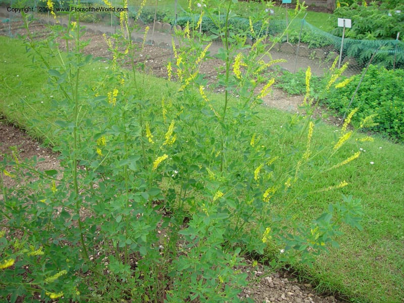 Melilotus altissima--France. Paris. Jardin des Plantes. 30 May 03. 043.jpg