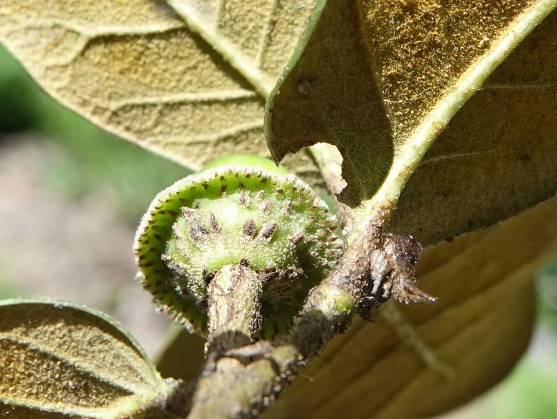 Quercus, C. Davidson 13759--China. Sichuan. Yibailingba-gou. 12 Aug 2017. DSC04660 (406).JPG