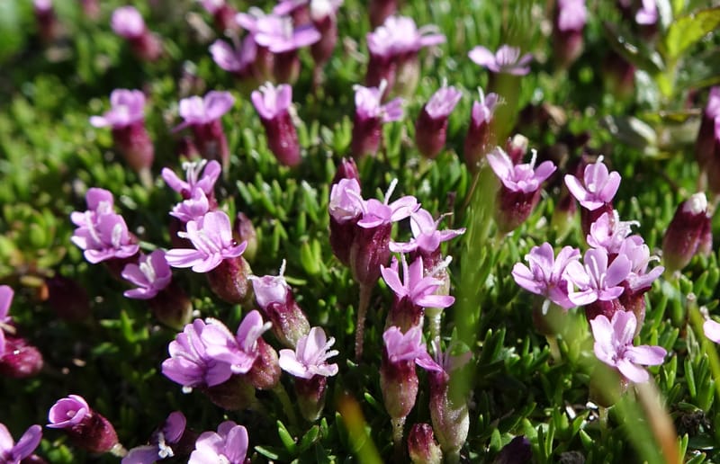 Silene exscapa, Callmander, M 1279--Switzerland. Furkapass. 1 Jul 2016. DSC06826 (173).JPG