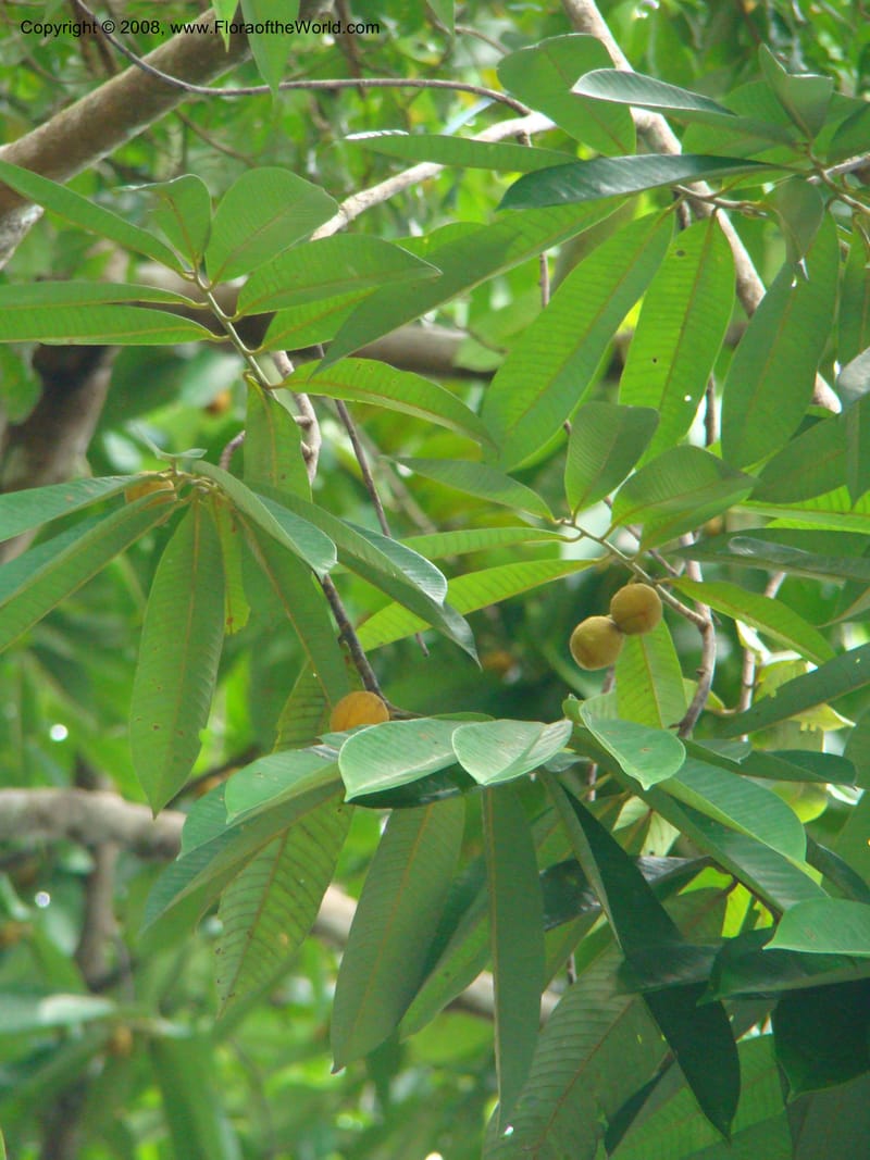 Virola surinamensis, RAguilar11186--Costa Rica. Puntar. Osa. Los Mogos. 17 Apr 08. 062.jpg