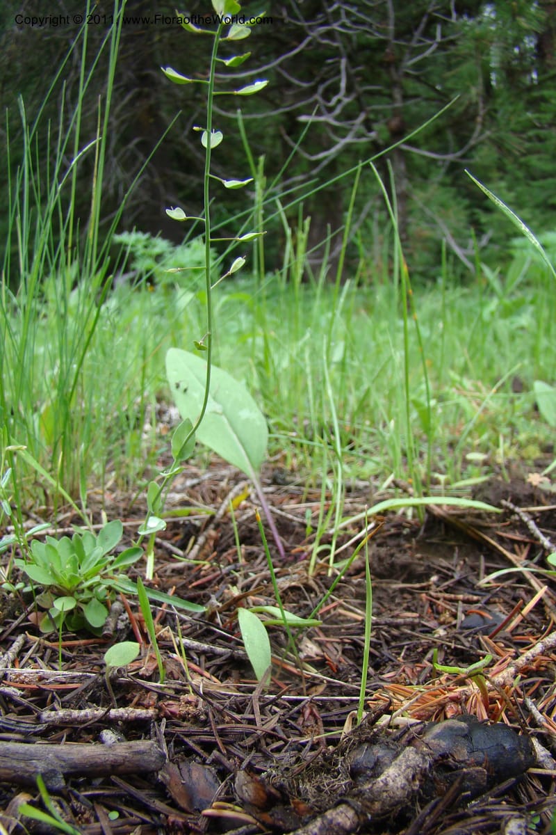 Thlaspi fendleri, C. Davidson 11425--Idaho. Adams Co. Smokey Boulder Rd. 6 June 2009. 123.jpg